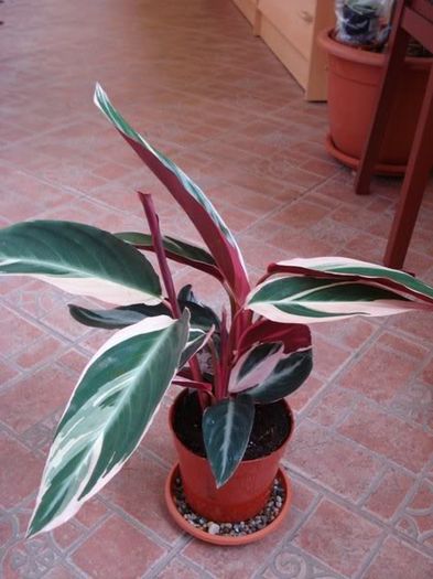 stromanthe sanguinea tricolor (1)