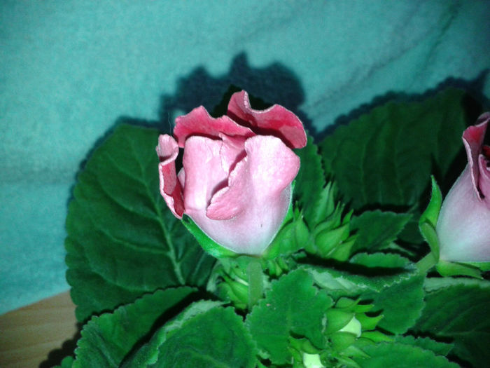 20140426_140237 - gloxinia 2014