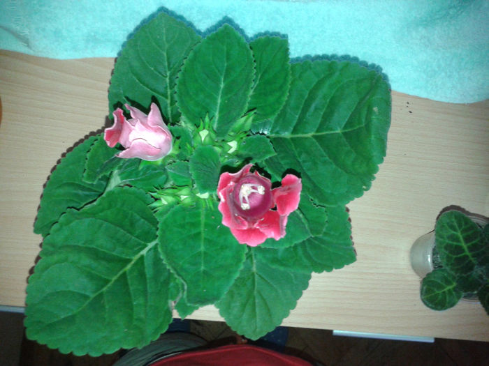 20140426_140228 - gloxinia 2014