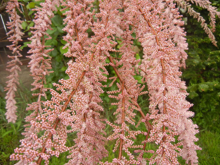 Tamarix tetranda (2014, April 24)