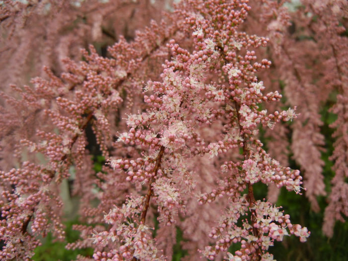 Tamarix tetranda (2014, April 24)