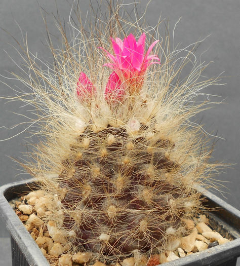 eriosyce vilosa - b1-cactusi 2014