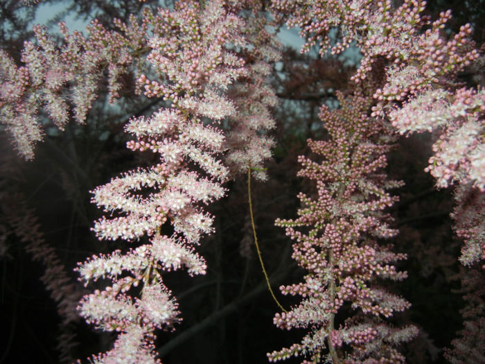 Tamarix tetranda (2014, April 24)