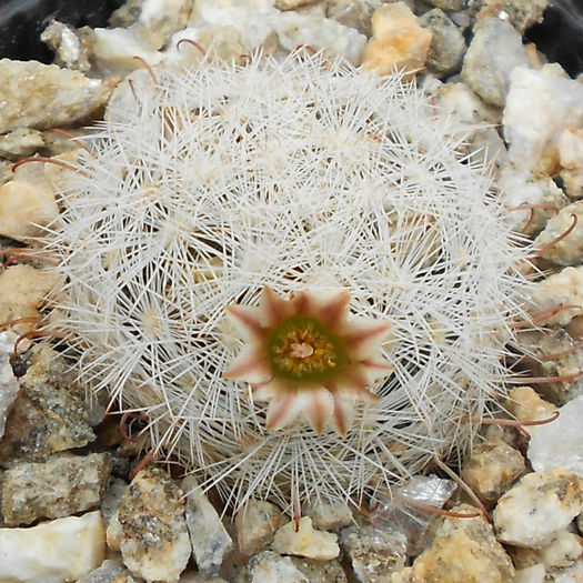 mammillaria gasseriana - b1-cactusi 2014