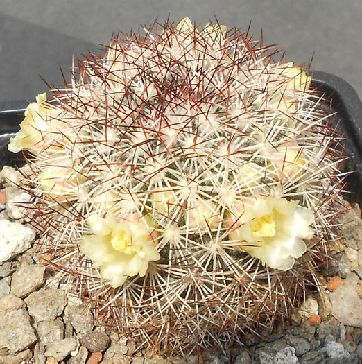 mammillaria buxbaumeriana