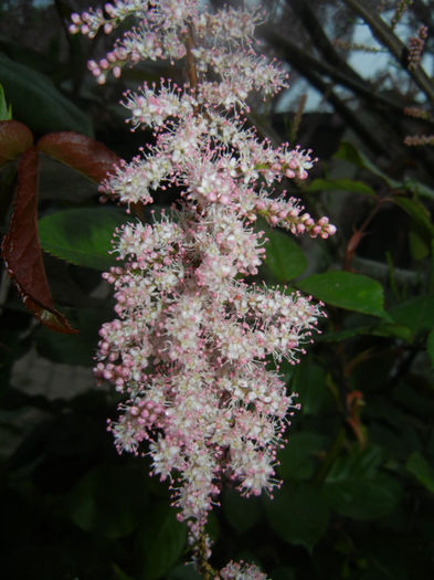 Tamarix tetranda (2014, April 24)