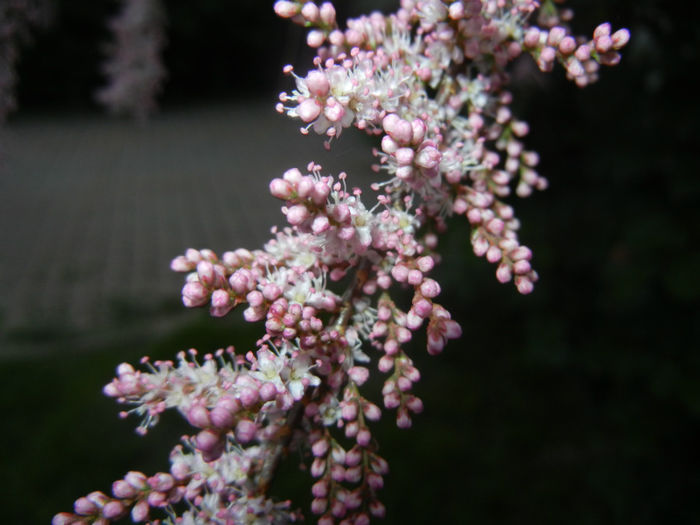 Tamarix tetranda (2014, April 24)