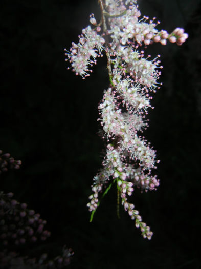 Tamarix tetranda (2014, April 24)