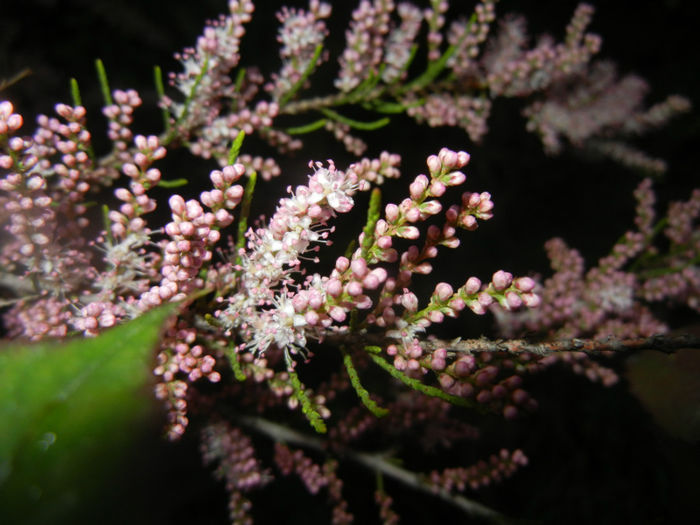 Tamarix tetranda (2014, April 24)