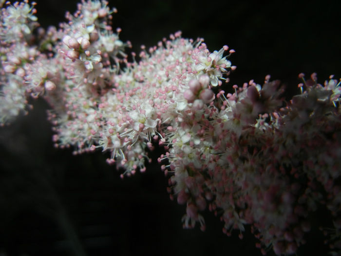 Tamarix tetranda (2014, April 24)