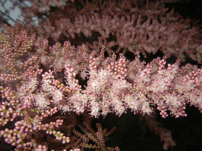 Tamarix tetranda (2014, April 24)