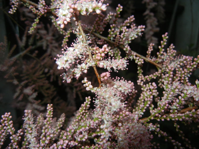 Tamarix tetranda (2014, April 24)