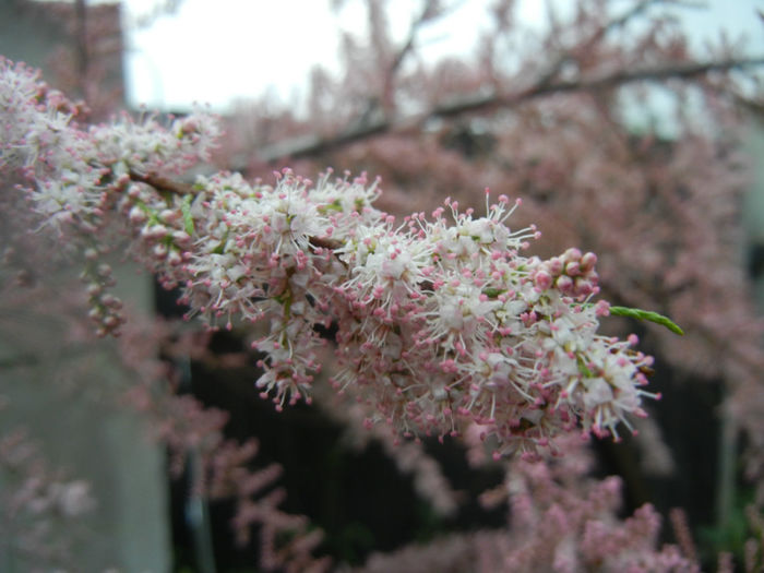 Tamarix tetranda (2014, April 24)