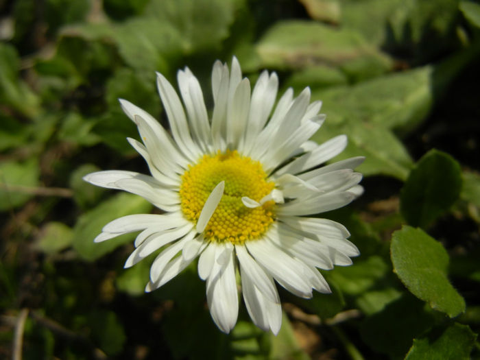 Bellis perennis (2014, March 12) - BELLIS Perennis
