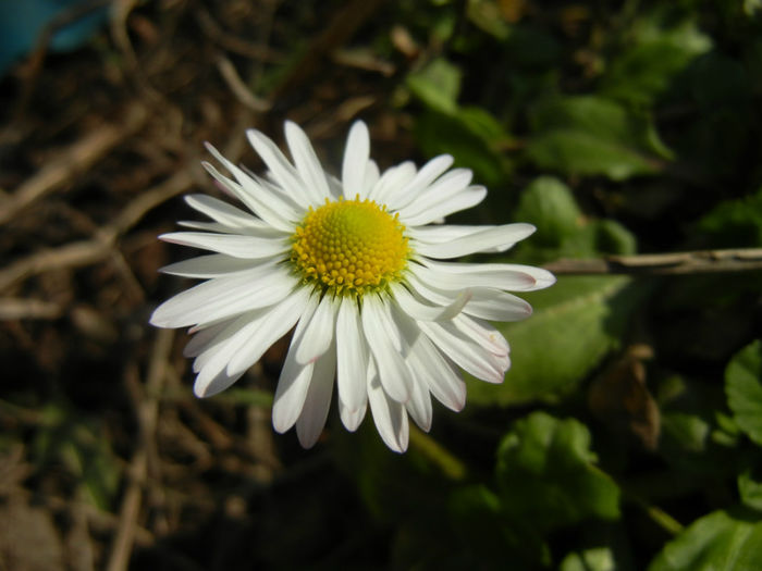 Bellis perennis (2014, March 12) - BELLIS Perennis
