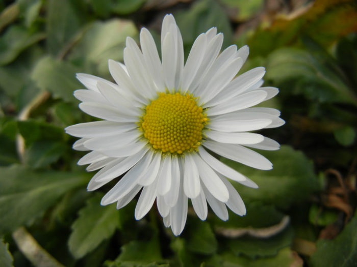 Bellis perennis (2014, March 17) - BELLIS Perennis