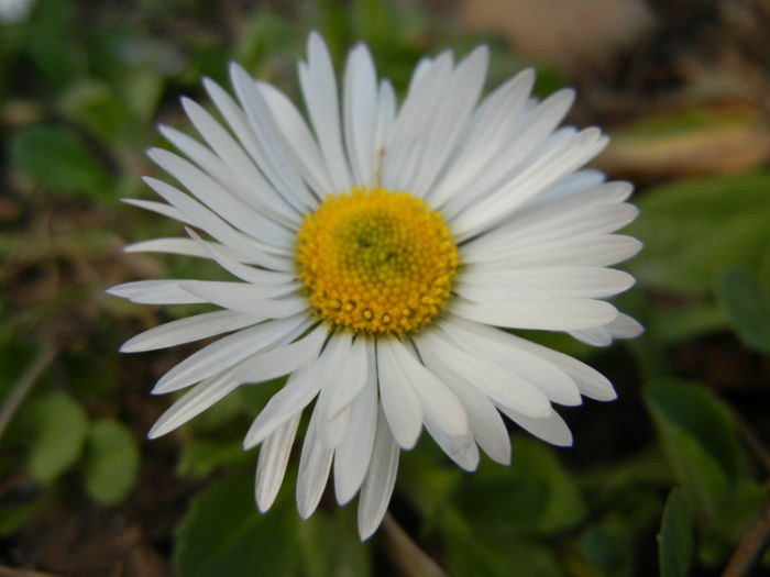 Bellis perennis (2014, March 17) - BELLIS Perennis
