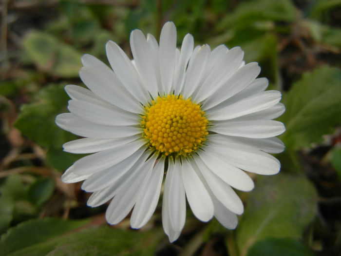 Bellis perennis (2014, March 17) - BELLIS Perennis