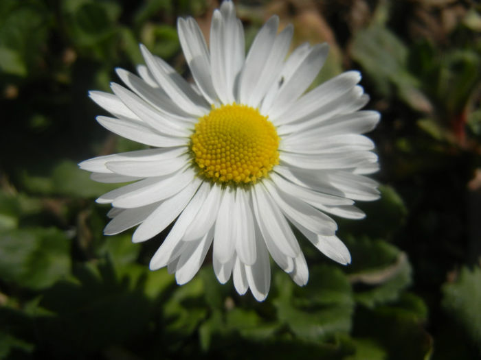 Bellis perennis (2014, March 19) - BELLIS Perennis