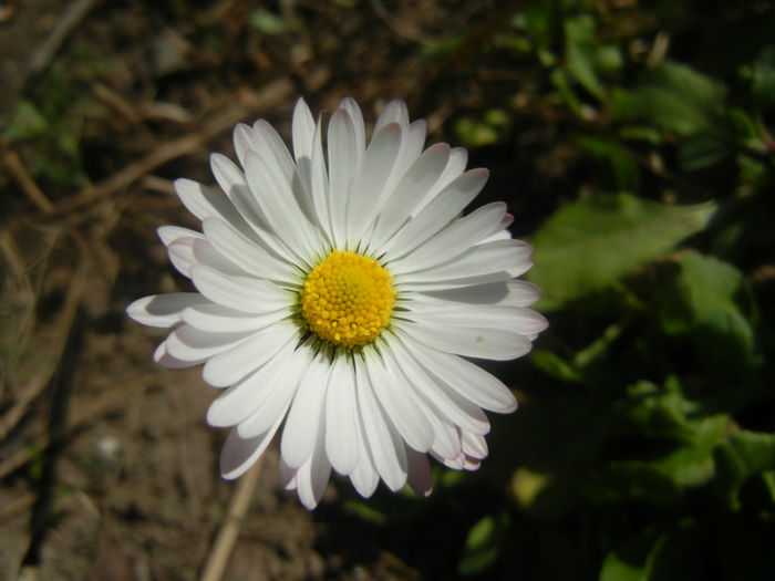 Bellis perennis (2014, March 19) - BELLIS Perennis