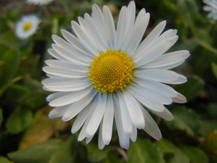 Bellis perennis (2014, March 20) - BELLIS Perennis