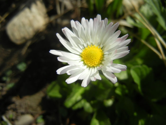 Bellis perennis (2014, March 23) - BELLIS Perennis