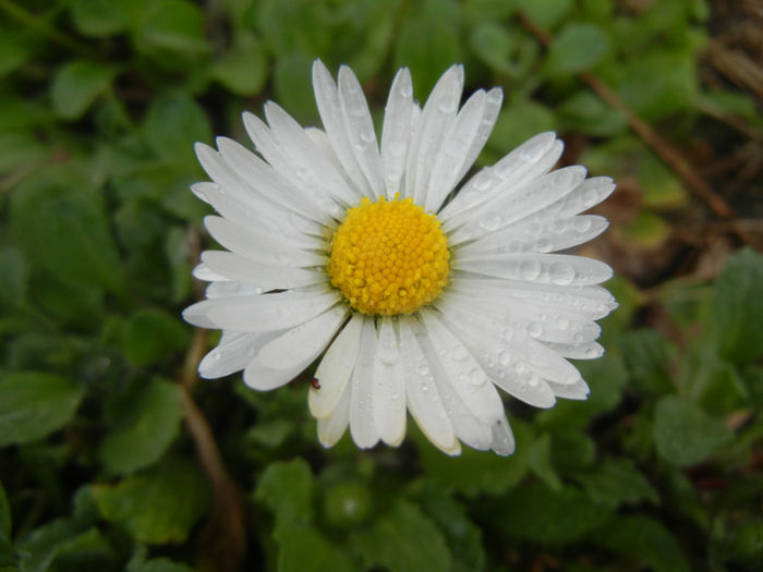 Bellis perennis (2014, March 24) - BELLIS Perennis