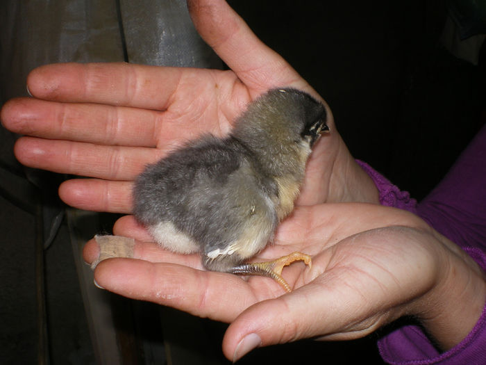 IMGP0574 - Australorp Albastru