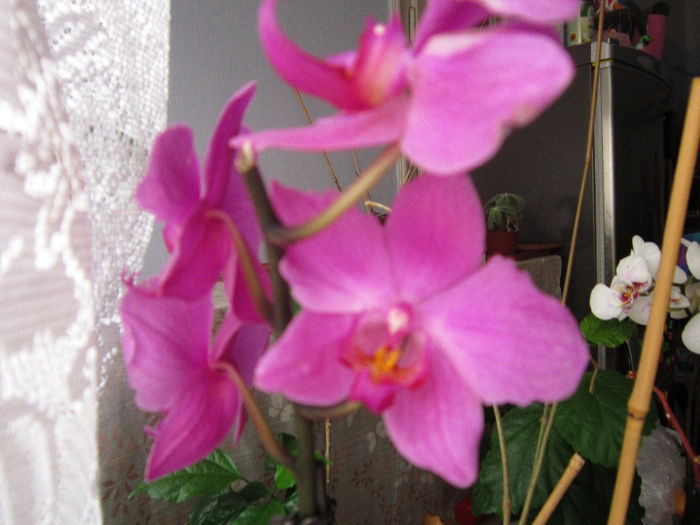 IMG_2706 - Orhidei