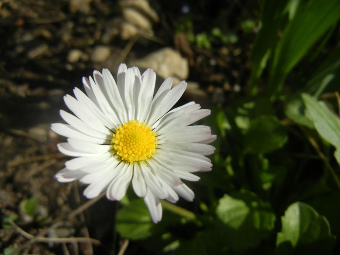 Bellis perennis (2014, March 27) - BELLIS Perennis