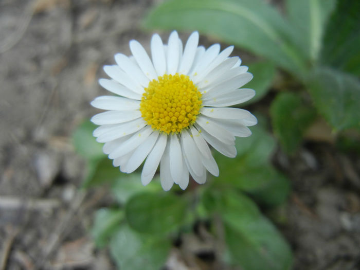 Bellis perennis (2014, April 01) - BELLIS Perennis