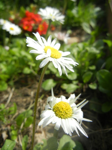 Bellis perennis (2014, April 01) - BELLIS Perennis