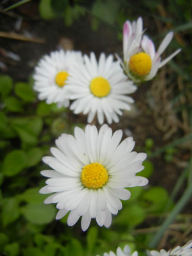 Bellis perennis (2014, April 13) - BELLIS Perennis