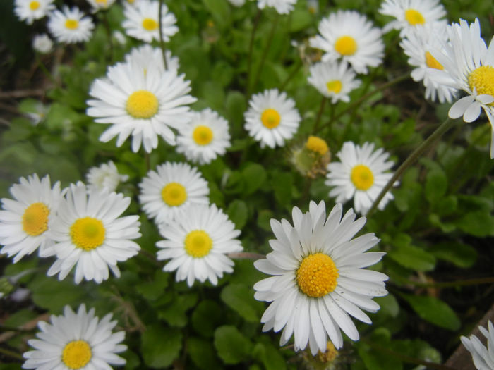 Bellis perennis (2014, April 13) - BELLIS Perennis