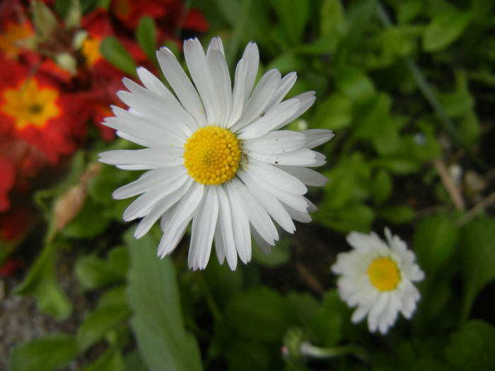 Bellis perennis (2014, April 13) - BELLIS Perennis