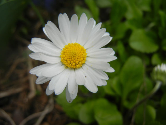 Bellis perennis (2014, April 13) - BELLIS Perennis