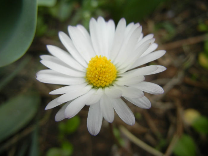 Bellis perennis (2014, April 13) - BELLIS Perennis
