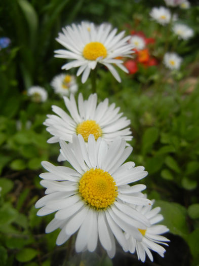 Bellis perennis (2014, April 13) - BELLIS Perennis
