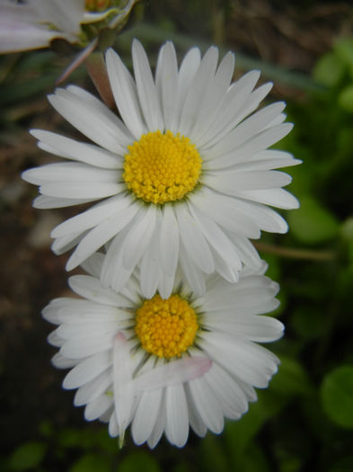 Bellis perennis (2014, April 13) - BELLIS Perennis