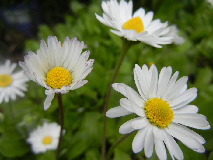 Bellis perennis (2014, April 13) - BELLIS Perennis