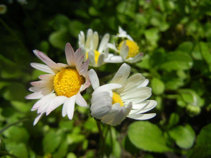 Bellis perennis (2014, April 20) - BELLIS Perennis