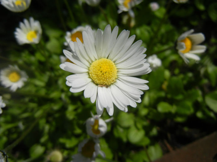 Bellis perennis (2014, April 20) - BELLIS Perennis