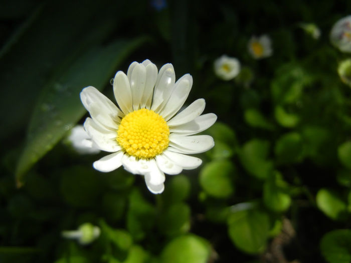 Bellis perennis (2014, April 20) - BELLIS Perennis