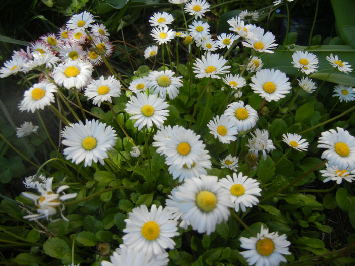 Bellis perennis (2014, April 21) - BELLIS Perennis