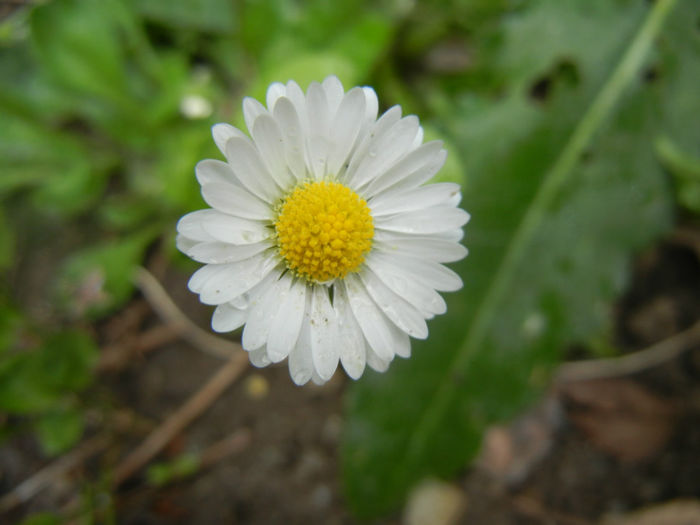 Bellis perennis (2014, April 22) - BELLIS Perennis