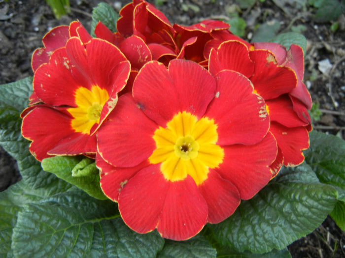 Red Primula (2014, March 12)