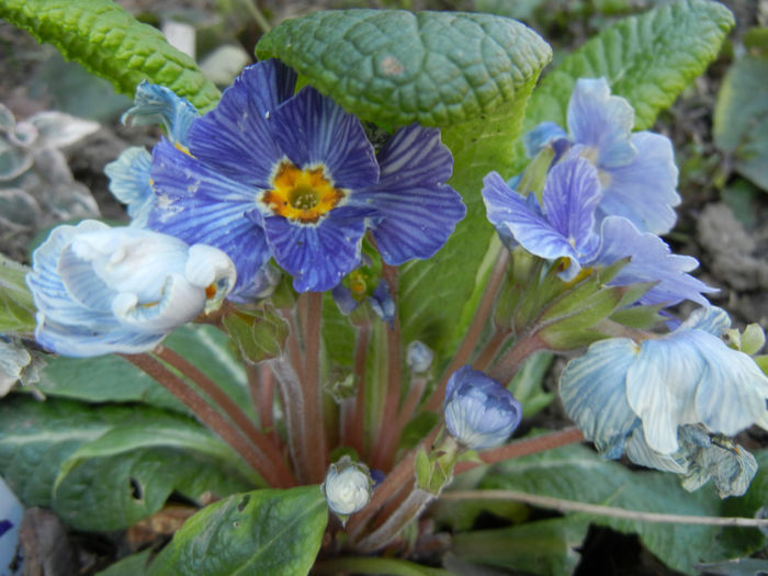 Primula Zebra Blue (2014, March 14)