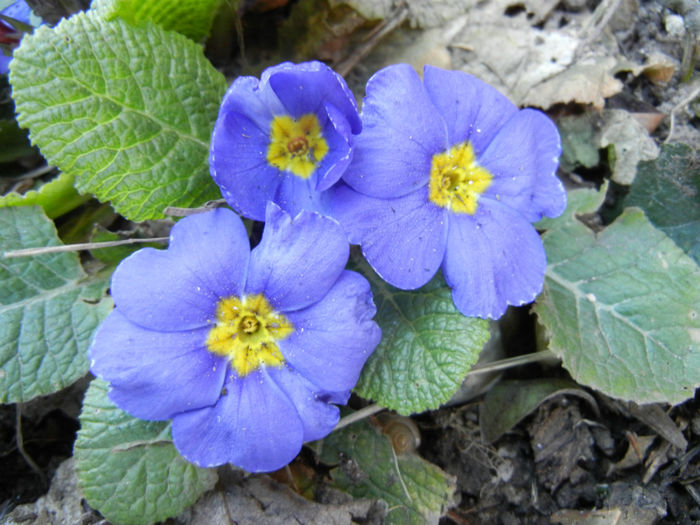 Blue Primula (2014, March 16)