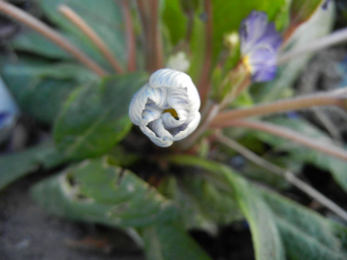 Primula Zebra Blue (2014, March 16)