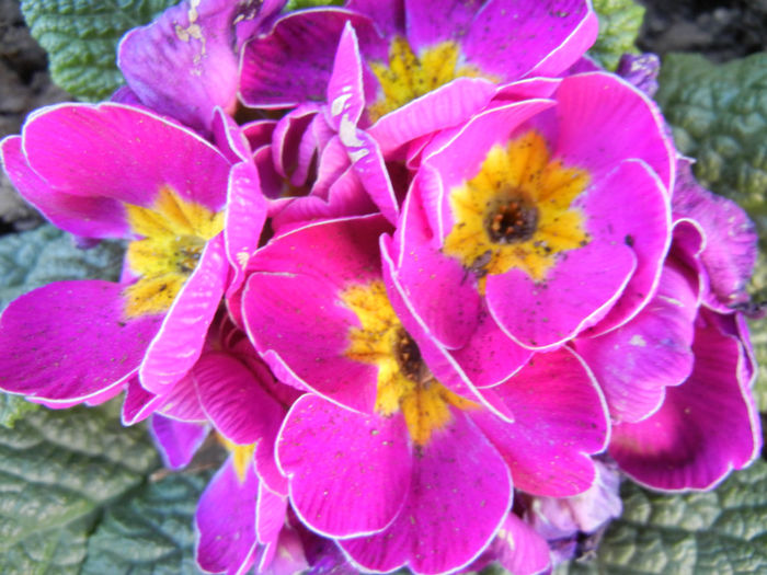 Violet Primula (2014, March 16)